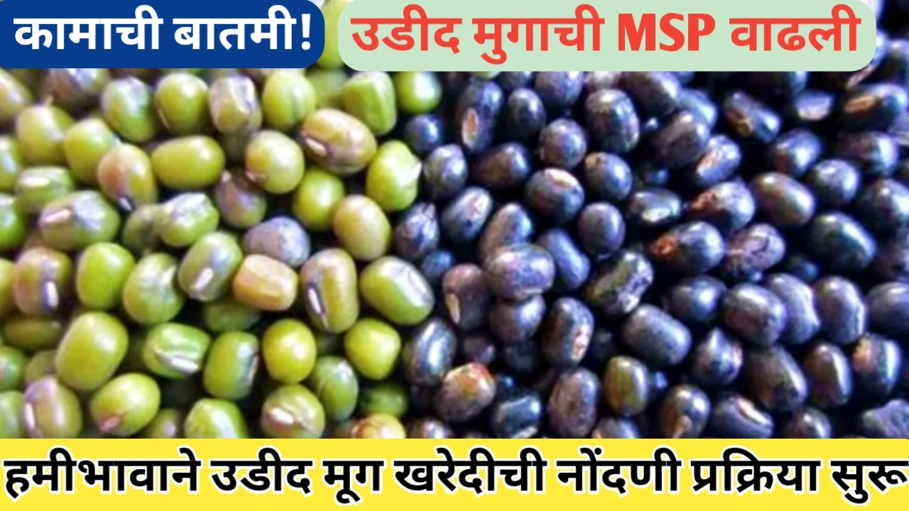 हमीभावाने उडीद मूग विकण्यासाठी नोंदणी प्रक्रिया सुरू
