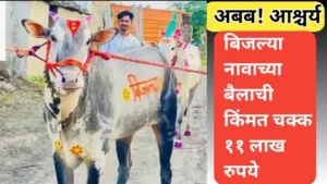 ११ लाखाचा बैल