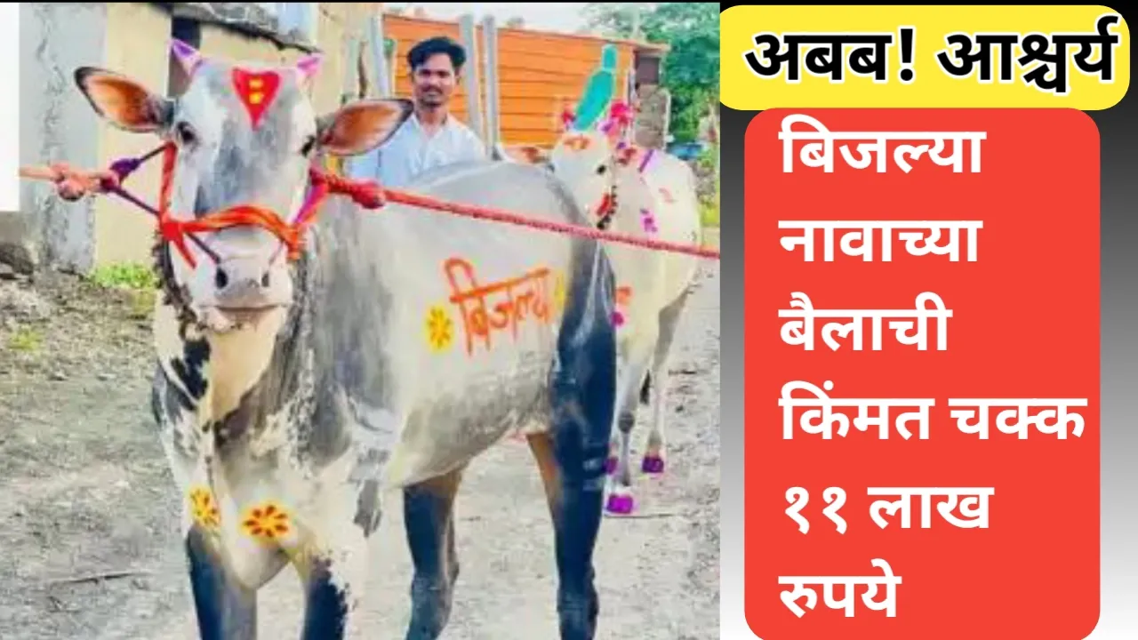 ११ लाखाचा बैल