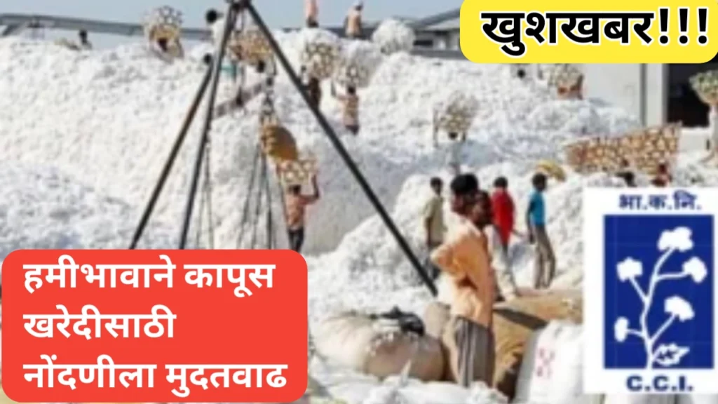 हमीभावाने कापूस खरेदीबाबत नोंदणीसाठी २ महिन्यांची मुदतवाढ