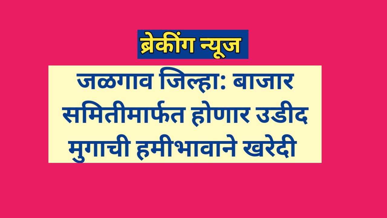 Jalgaon News: जळगावात कृषी उत्पन्न बाजार समितीमार्फत उडीद मुगाची हमीभावाने खरेदी