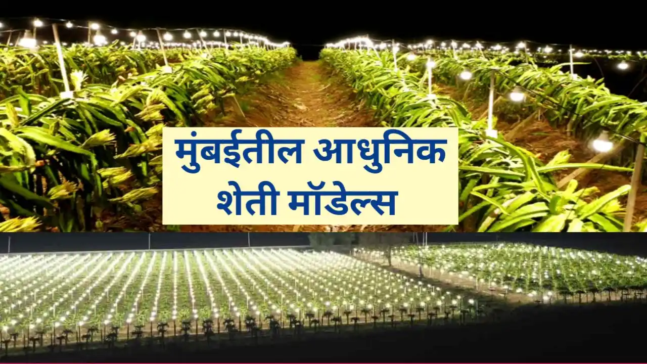 मुंबईतील आधुनिक शेतीचे मॉडेल्स; जाणून घ्या रोचक माहिती