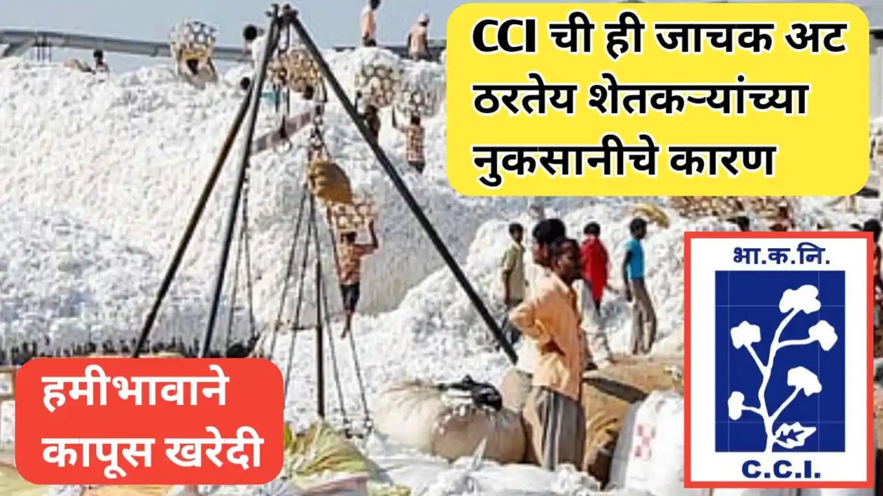 लक्षवेधी बातमी! हमीभावाने कापूस खरेदीबाबत सीसीआय ची जाचक अट