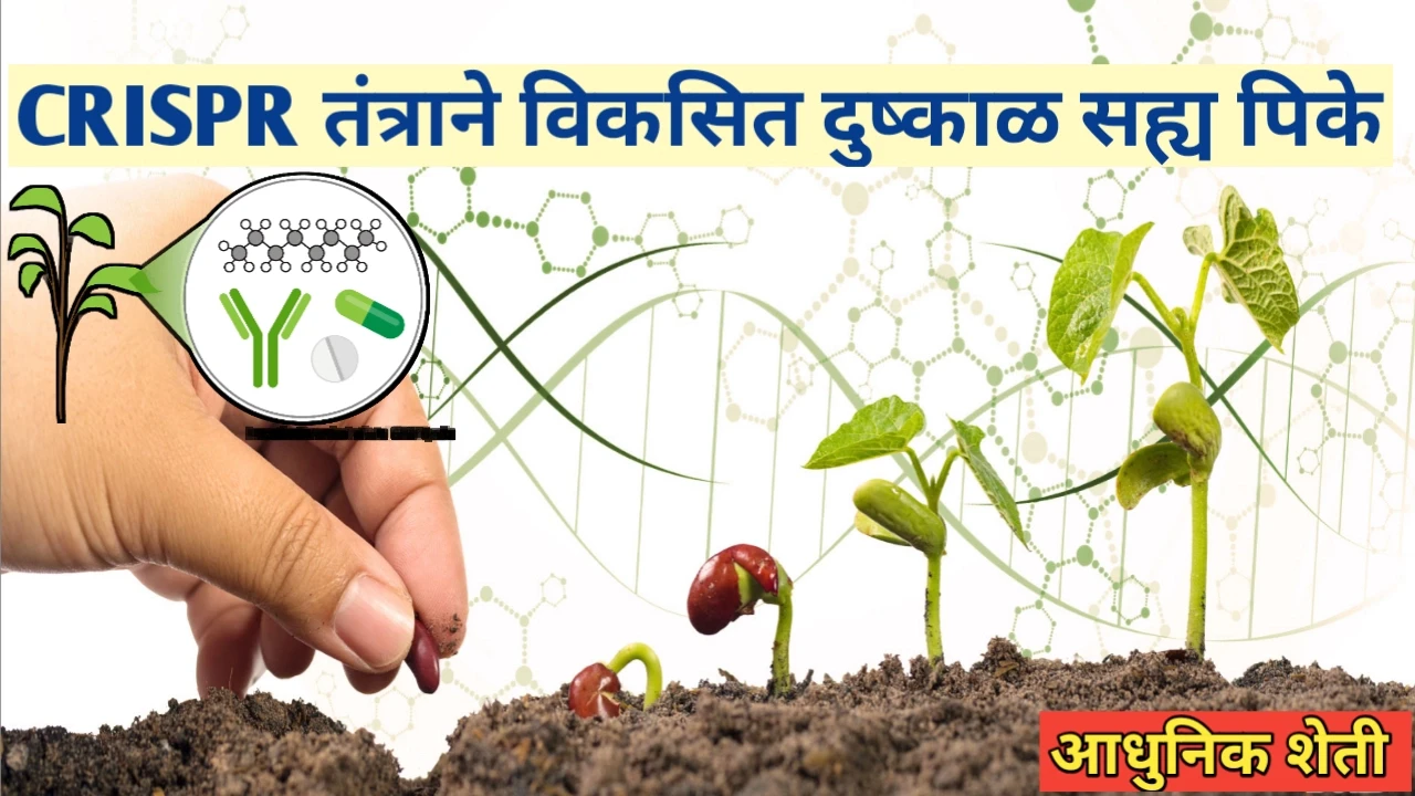 CRISPR तंत्राने विकसित दुष्काळ-सह्य पिके कोणती? जाणून घ्या