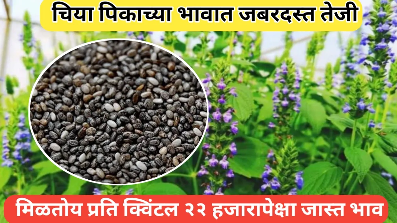 चिया पिकाला प्रति क्विंटल २२ हजाराचा कमाल भाव