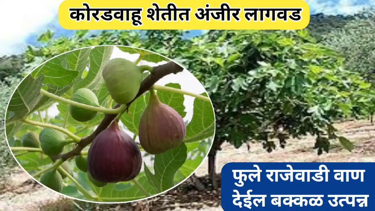 कोरडवाहू शेतीत अंजीर लागवड आणि फुले राजेवाडी वाण: एक संपूर्ण मार्गदर्शक