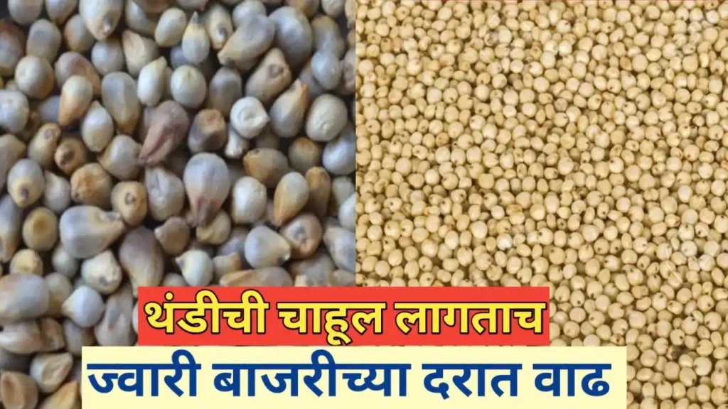 ज्वारी बाजरीच्या दरात वाढ; आजचे बाजारभाव जाणुन घ्या