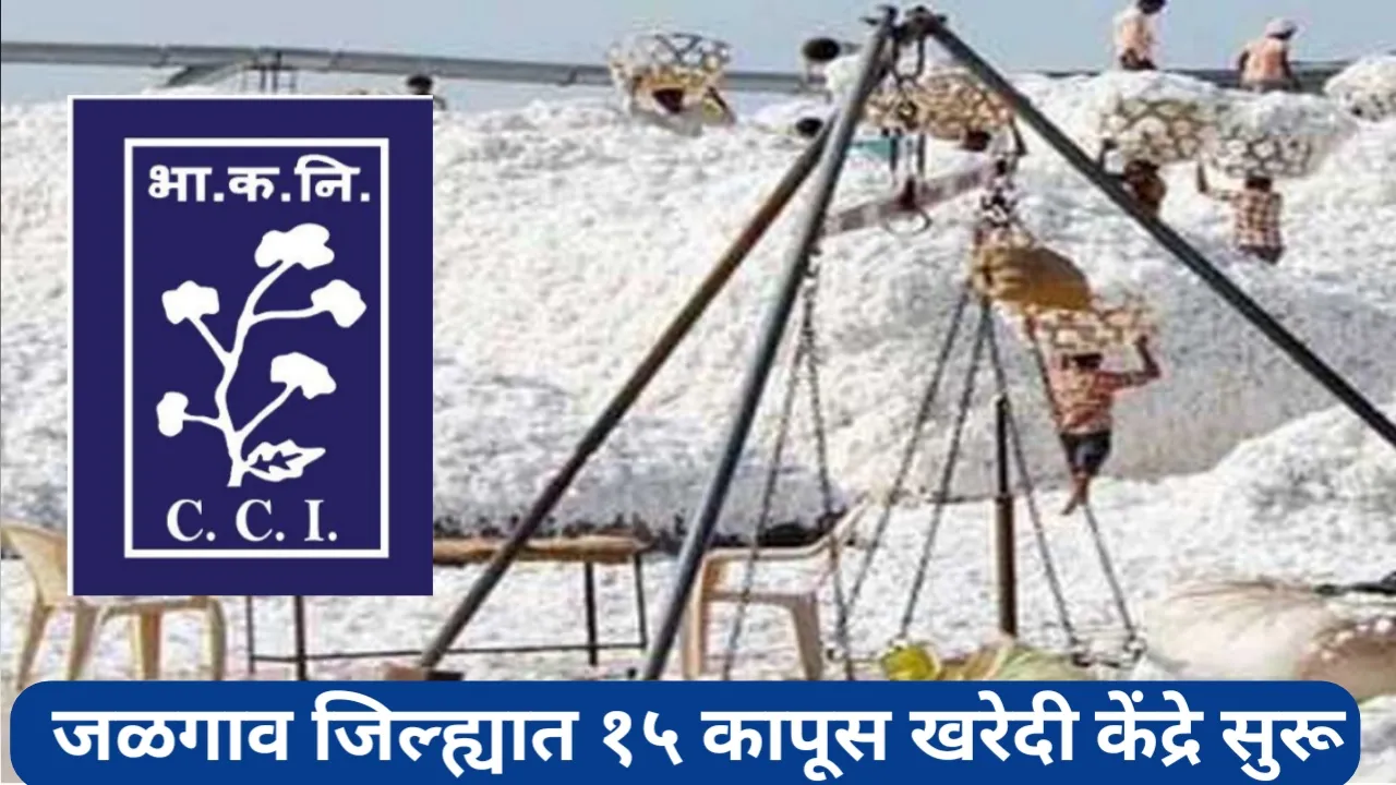 Cotton MSP Procurement; जळगाव जिल्ह्यात १५ सीसीआय खरेदी केंद्रे सुरू