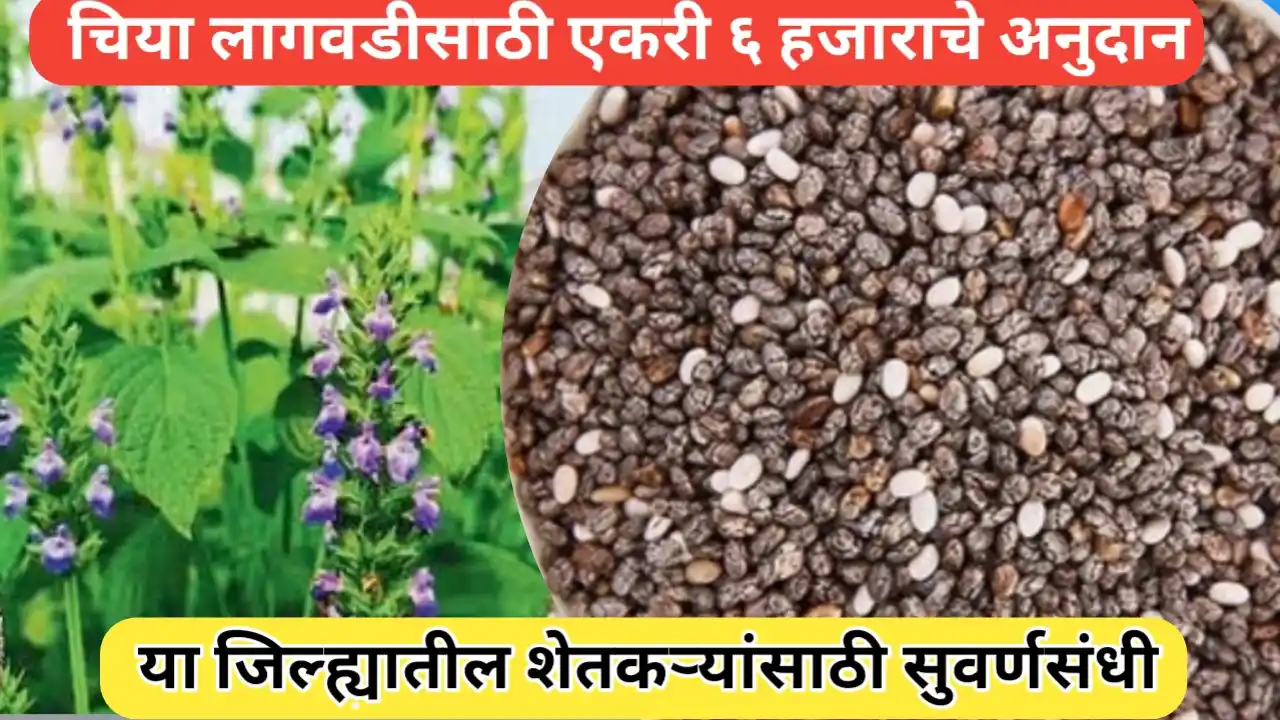 चिया लागवडीसाठी एकरी ६ हजार रुपये अनुदान