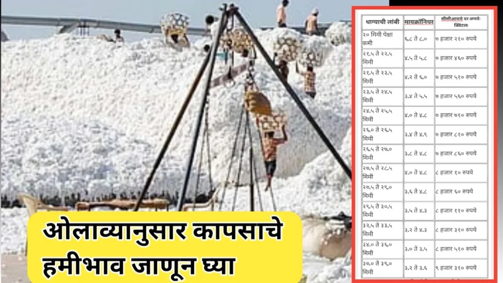 ओलाव्यानुसार कापसाचे हमीभाव: शेतकऱ्यांच्या आर्थिक शोषणाचा नवा मार्ग?