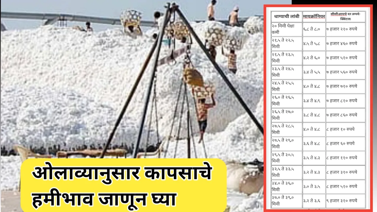 ओलाव्यानुसार कापसाचे हमीभाव: शेतकऱ्यांच्या आर्थिक शोषणाचा नवा मार्ग?