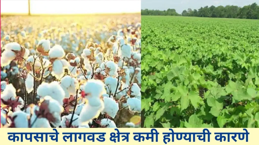 कापसाचे लागवड क्षेत्र कमी होण्याची कारणे