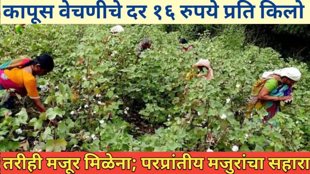 कापूस वेचणीचे दर १६ रुपये प्रति किलो; तरीही मजूर मिळेना, परप्रांतीय मजुरांचा सहारा