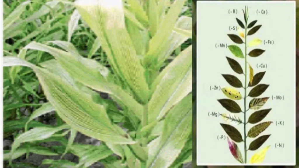 अन्नद्रव्यांच्या कमतरतेमुळे झाडांमध्ये दिसणारी लक्षणे आणि योग्य उपाय