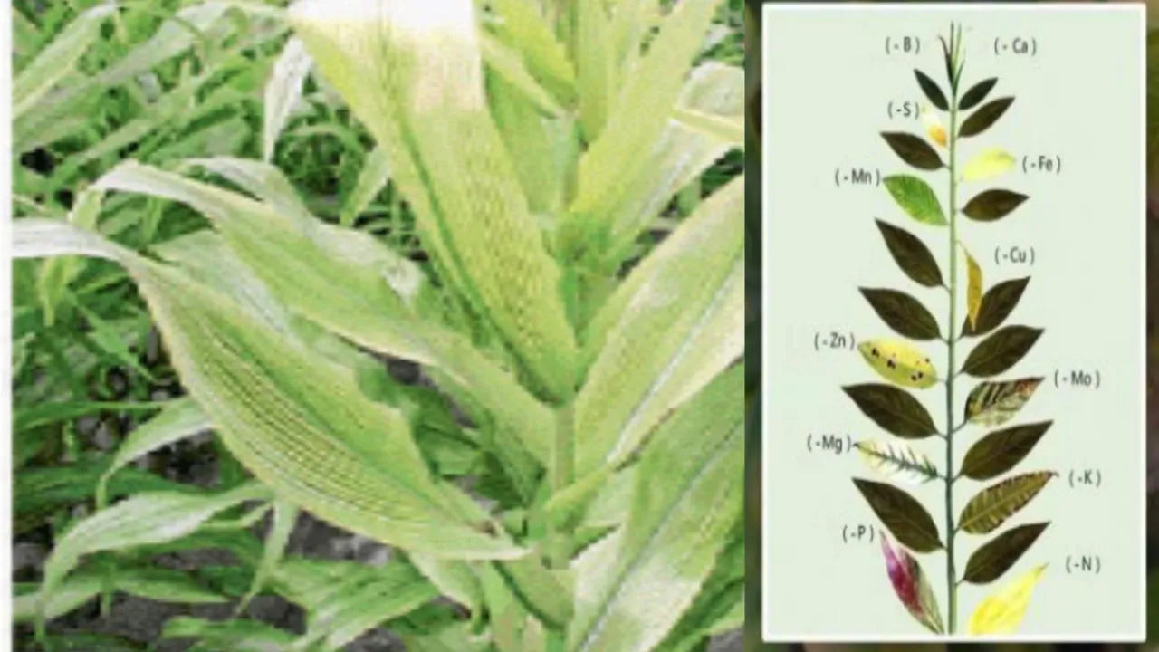 अन्नद्रव्यांच्या कमतरतेमुळे झाडांमध्ये दिसणारी लक्षणे आणि योग्य उपाय