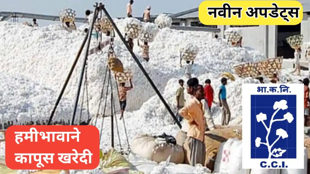 हमीभावाने कापूस खरेदीसाठी नोंदणीबाबत नवीन अपडेट्स
