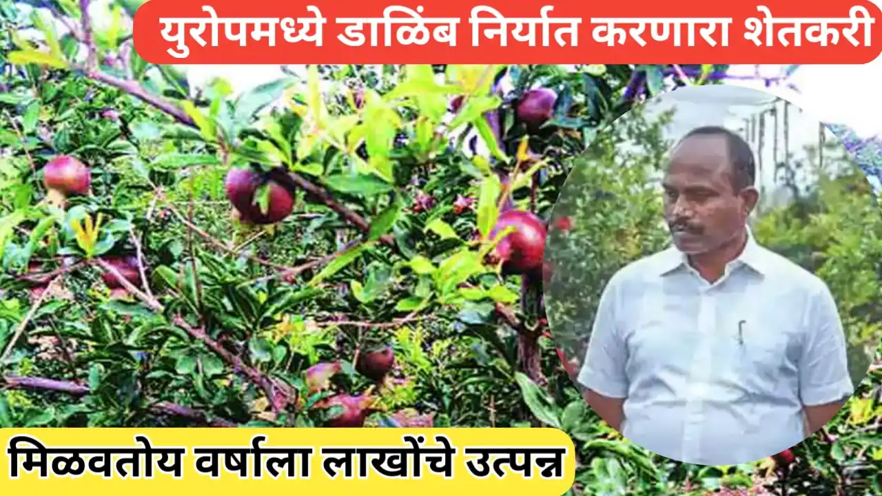 बळीराजाची यशोगाथा; युरोपमध्ये डाळिंब निर्यात करणारा शेतकरी