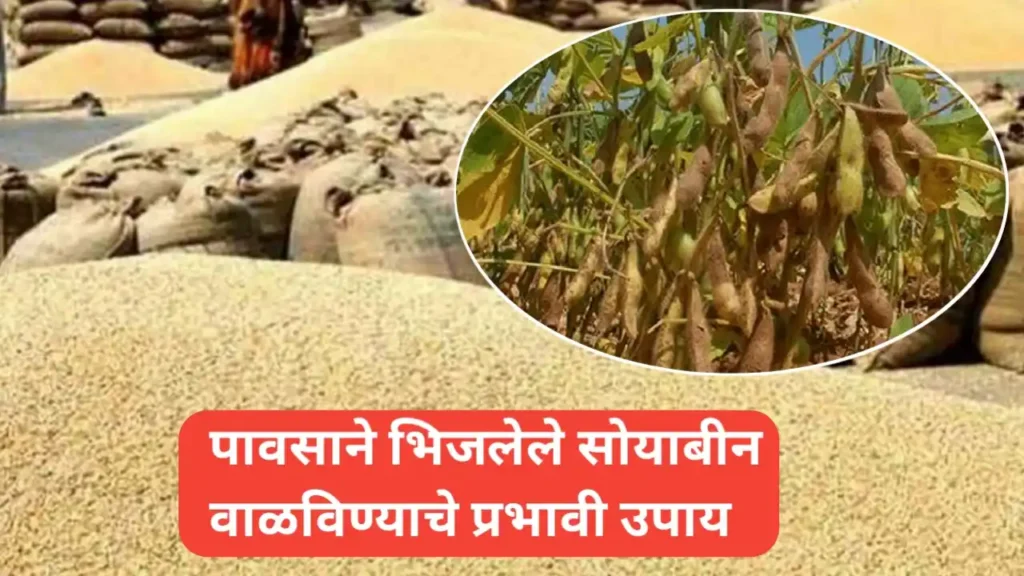 पावसाने भिजलेले सोयाबीन वाळविण्याचे प्रभावी उपाय