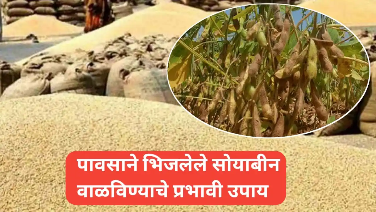 पावसाने भिजलेले सोयाबीन वाळविण्याचे प्रभावी उपाय