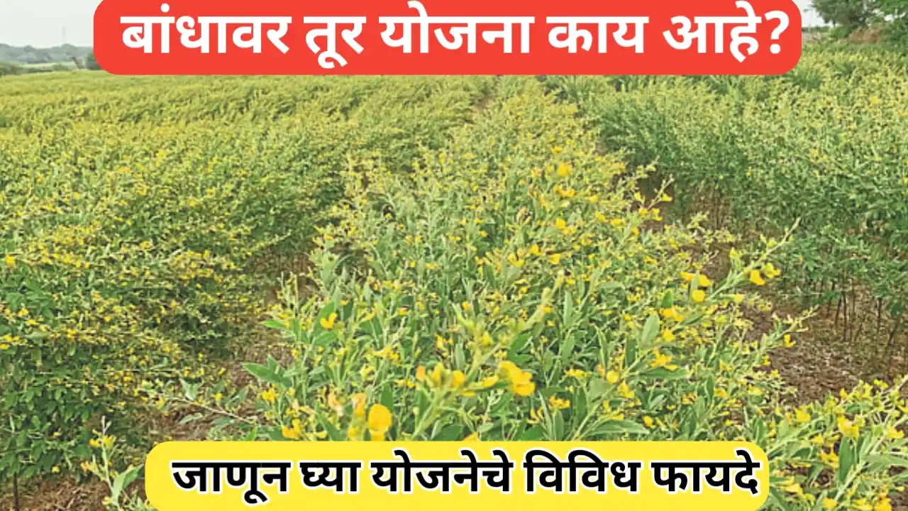 बांधावर तूर योजना आणि योजनेचा शेतकऱ्यांना होणारा फायदा