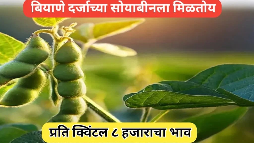 बियाणे दर्जाच्या सोयाबीनला ८ हजाराचा भाव