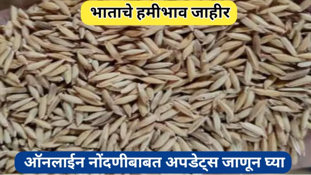 भाताचा हमीभाव जाहीर; ऑनलाइन नोंदणीबाबत महत्वाचा अपडेट