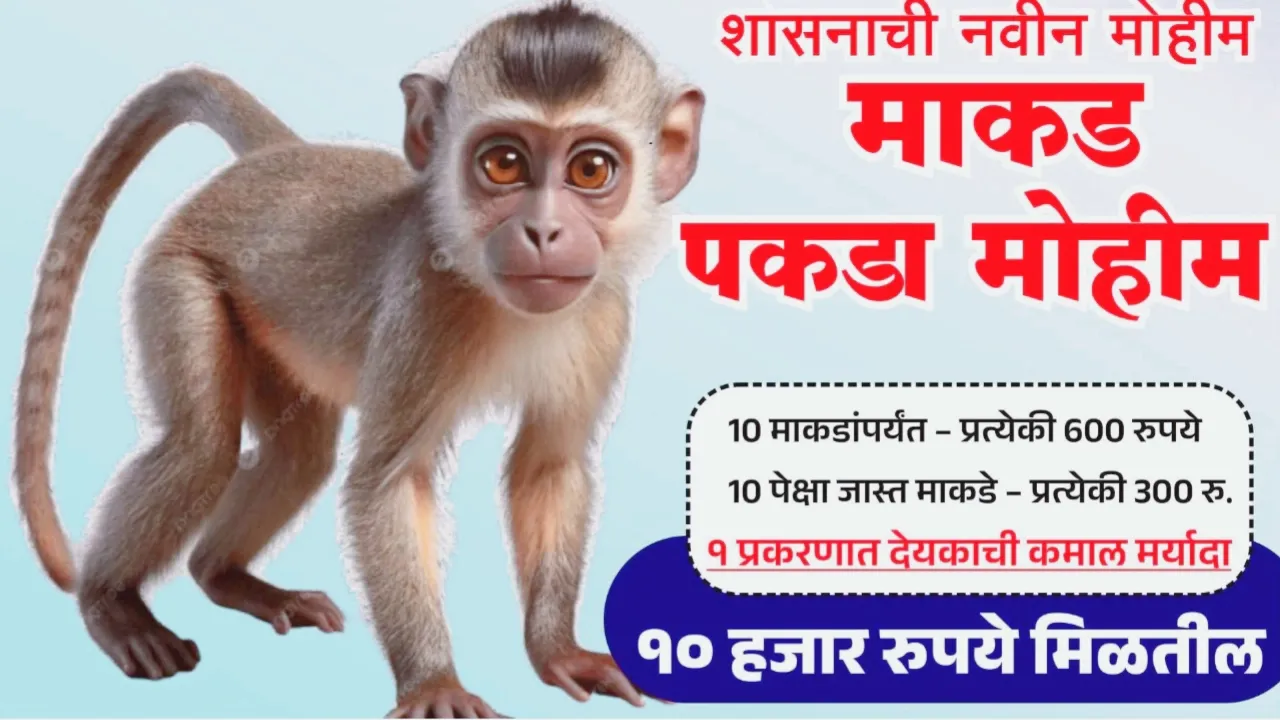 माकड पकडा 600 रुपये मिळवा योजना; मिळवा 10 हजारापर्यंत रक्कम आणि बोनस