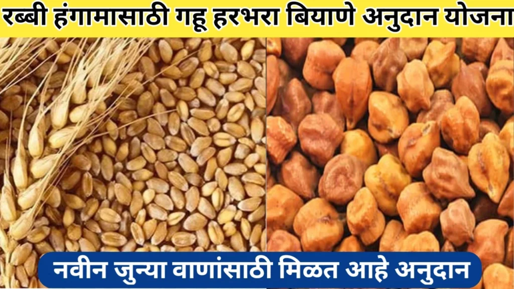 रब्बी हंगामासाठी गहू हरभरा बियाणे अनुदान योजना अंतर्गत अर्ज प्रक्रिया सुरू