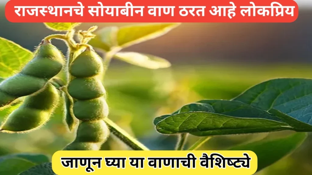 राजस्थानचे सोयाबीन वाण ठरत आहे शेतकऱ्यांमध्ये लोकप्रिय