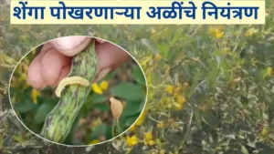तुरीवरील शेंगा पोखरणाऱ्या अळींचे नियंत्रण