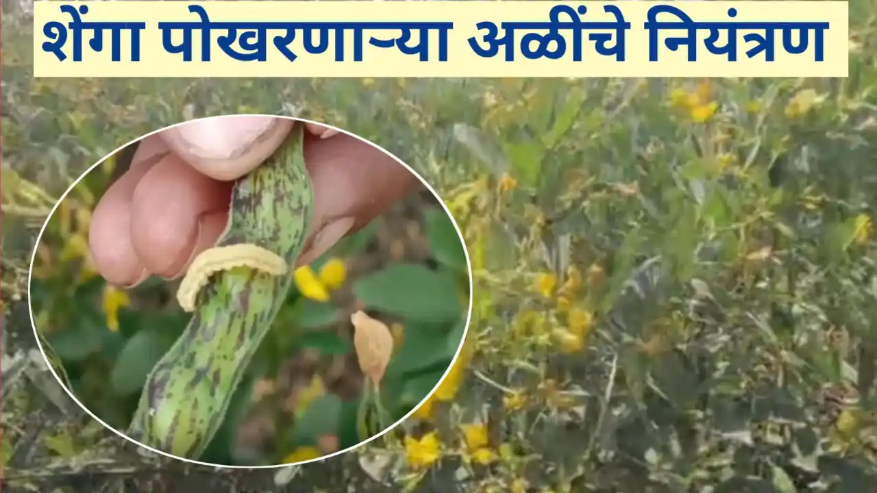 तुरीवरील शेंगा पोखरणाऱ्या अळींचे नियंत्रण
