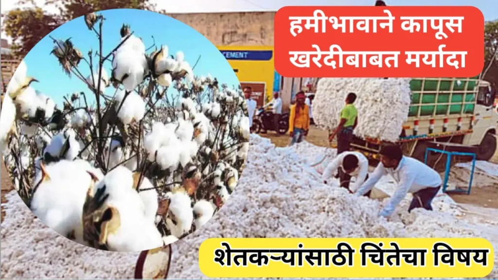 हमीभावाने कापूस खरेदीसाठी मर्यादा: शेतकऱ्यांच्या आर्थिक भवितव्यावर संकट
