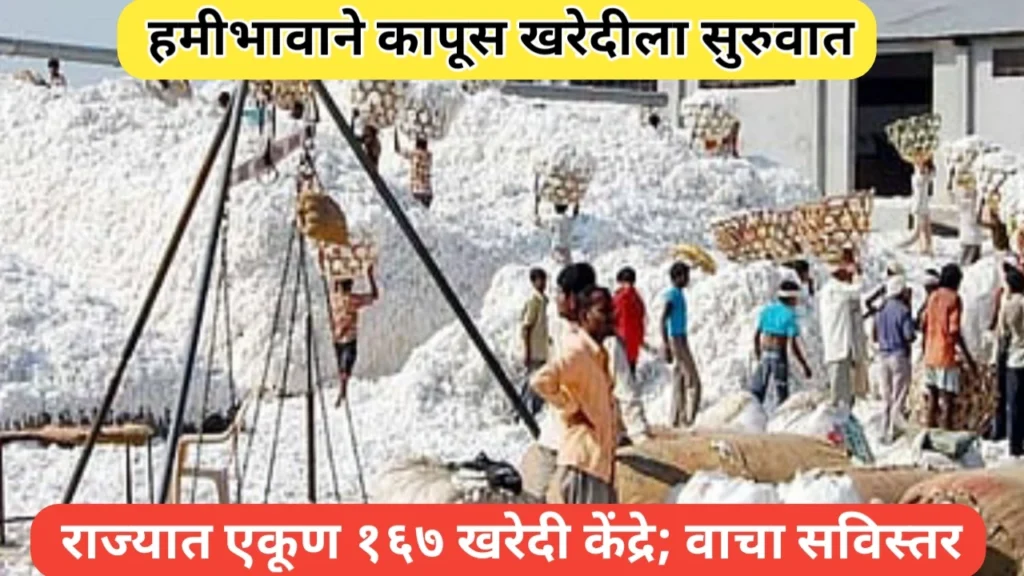 हमीभावाने कापूस खरेदीला सुरुवात; राज्यात १६७ खरेदी केंद्रे