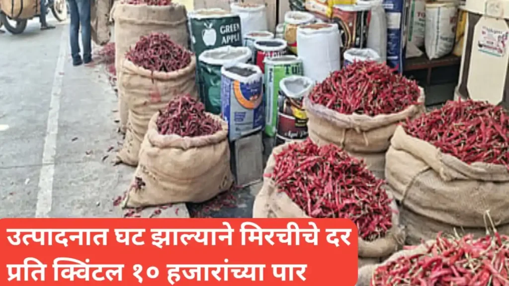उत्पादनात घट झाल्याने मिरचीचे दर प्रति क्विंटल १० हजारांच्या पार