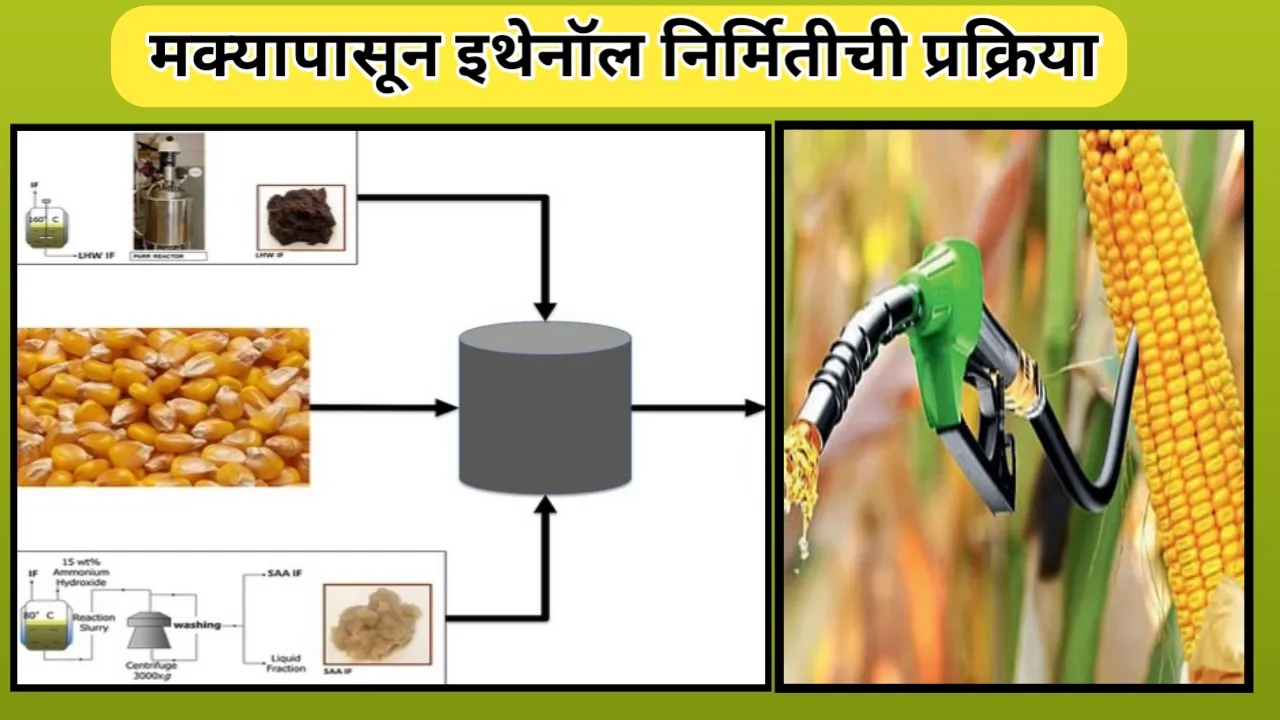 मक्यापासून इथेनॉल निर्मितीची प्रक्रिया: एक पर्यावरणस्नेही ऊर्जा स्रोत