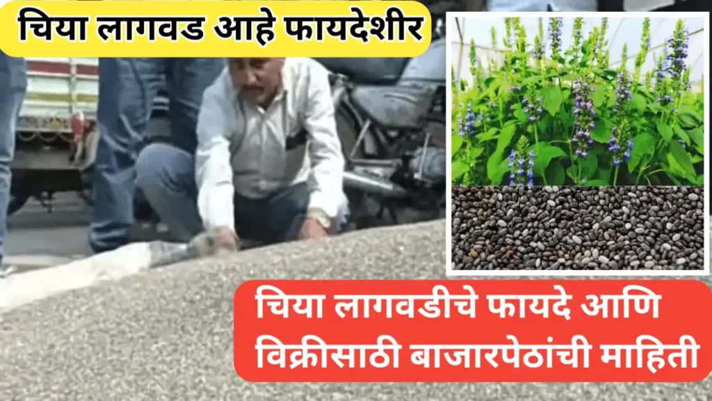 चिया पिक लागवडीचे फायदे