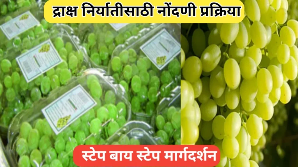द्राक्ष निर्यातीसाठी नोंदणी प्रक्रिया: सविस्तर मार्गदर्शन