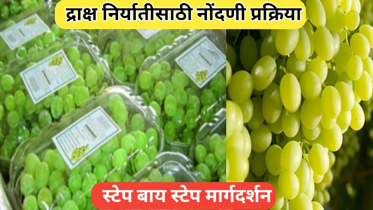 द्राक्ष निर्यातीसाठी नोंदणी प्रक्रिया: सविस्तर मार्गदर्शन