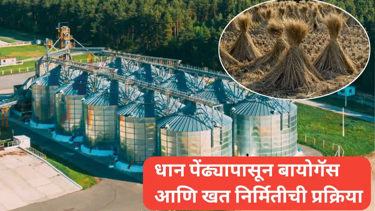 धान पेंढ्यापासून बायोगॅस आणि खत निर्मितीची प्रक्रिया