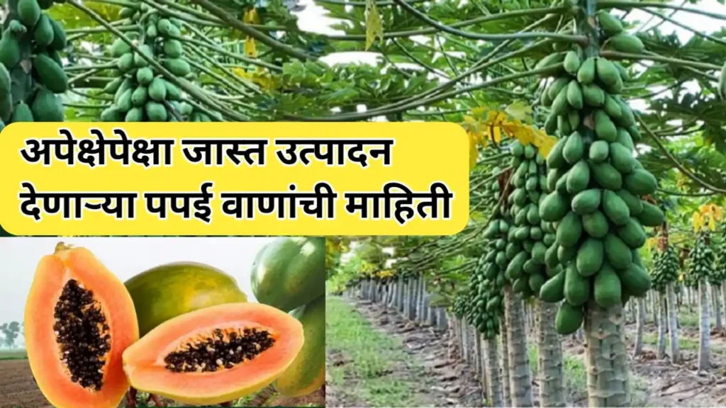 हे उत्कृष्ट पपई वाण देतील अपेक्षेपेक्षा जास्त उत्पादन