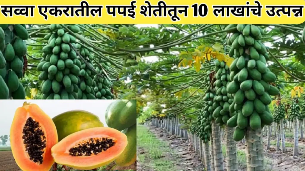 सव्वा एकरातील पपई पिकातून 10 लाख रुपयांचे निव्वळ उत्पन्न