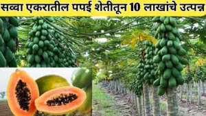 सव्वा एकरातील पपई पिकातून 10 लाख रुपयांचे निव्वळ उत्पन्न