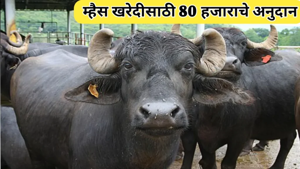 वारणा सहकारी दूध संघातर्फे म्हैस खरेदीसाठी 80 हजाराचे अनुदान