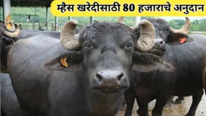 वारणा सहकारी दूध संघातर्फे म्हैस खरेदीसाठी 80 हजाराचे अनुदान