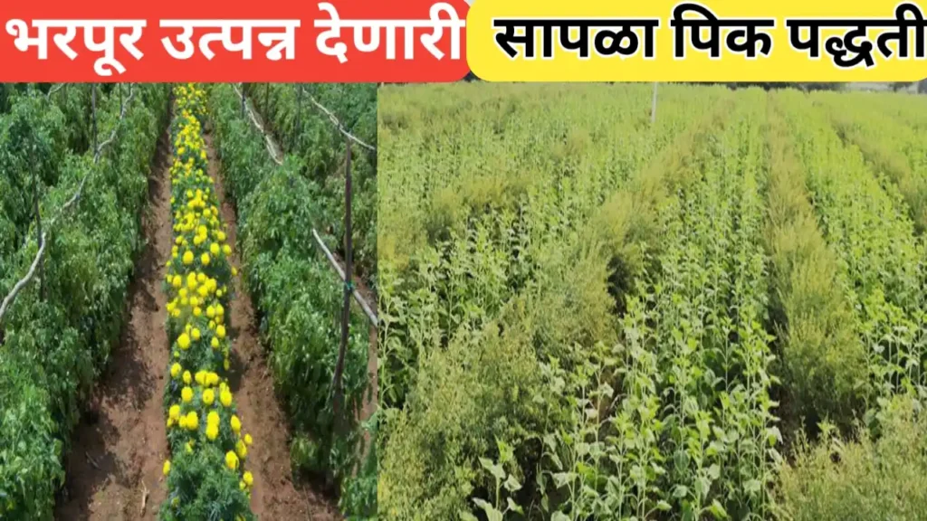 सापळा पिक पद्धतीचे महत्व; ट्रॅप क्रॉपिंग पिक पद्धतीबद्दल मार्गदर्शन