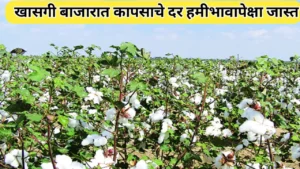 खासगी बाजारात कापसाचे भाव हमीभावापेक्षा जास्त