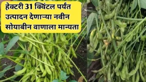 हेक्टरी 31 क्विंटलपर्यंत उत्पन्न देणाऱ्या नवीन सोयाबीन वाणाला मान्यता