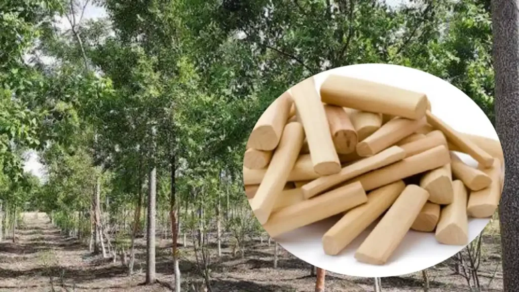 चंदनशेती कशी करावी? चंदन शेतीतील यशाचा रोडमॅप जाणून घ्या