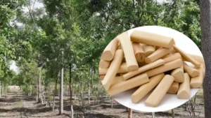 चंदनशेती कशी करावी? चंदन शेतीतील यशाचा रोडमॅप जाणून घ्या