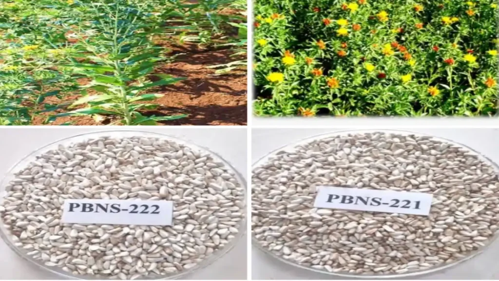 वनामकृविच्या करडईच्या दोन सुधारित वाणांना केंद्र शासनाची अधिकृत मान्यता